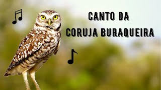 Canto da Coruja Buraqueira  Burrowing Owl Singing  Athene Cunicularia [upl. by Ellehsar]