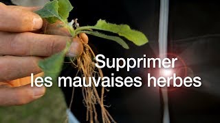 Tutoriels pelouse  9  Comment supprimer les mauvaises herbes [upl. by Reilamag743]