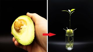 Growing AVOCADO Tree Time Lapse  127 Days [upl. by Nylirac]