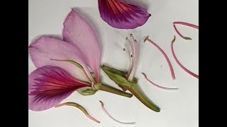 Identifying Parts of a Flower Dissecting [upl. by Fahy]