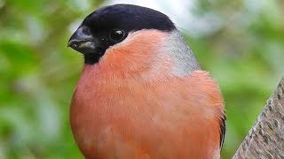 Bullfinch  Bullfinches Male Female and Juvenile [upl. by Barbaresi]