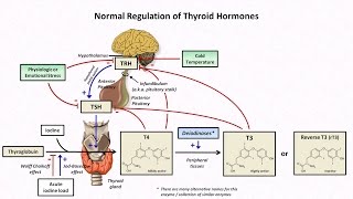 Thyroïde  importance du diagnostic [upl. by Kerrison]