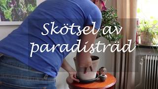 Skötsel av paradisträd [upl. by Akenet691]