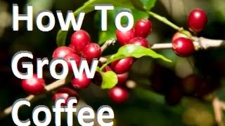 How To Grow Coffee In Containers at Home Complete Growing Guide [upl. by Ailyn]