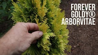 All About Forever Goldy® Arborvitae  Great Border Plant [upl. by Nemrac]