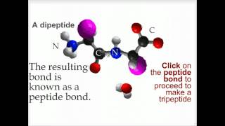 Peptide bond formation  Biofundamentals [upl. by Giraud]