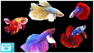 Betta Fish Care Guide Everything You Need to Know [upl. by Atiekahs]