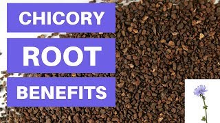 Chicory Root Benefits And Side Effects  Is Chicory Root Fiber Good For You [upl. by Auahsoj131]