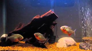 Piranhas feeding on goldfish [upl. by Ardnassak914]