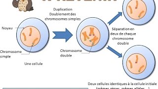 SVT  cours  La division cellulaire la mitose [upl. by Aihtenyc]