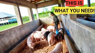 Why No Smell PIG House Is Very Important For piglets  IMO Theory [upl. by Neenwahs]