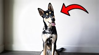 TOP REASONS TO OWN A GERMAN SHEPHERD HUSKYSHEPSKY [upl. by Elliot]