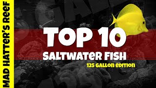 Saltwater Fish for A 125 Gallon Tank [upl. by Artamas202]