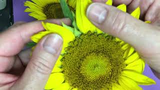 Looking at the Parts of a Sunflower [upl. by Dorelia]