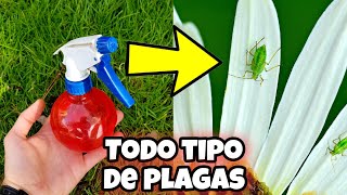 CREA este INSECTICIDA Casero que pocos CONOCEN para PLANTAS y elimina TODAS las plagas u Hormigas [upl. by Mcgrath]