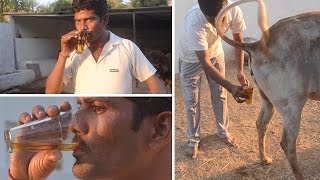 Men Using Cows Urine To Fight Disease [upl. by Boothe]