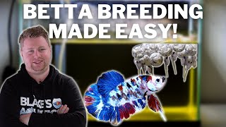 EASY How to Breed Bettas Step by Step [upl. by Brit]