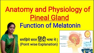 Anatomy and Physiology of Pineal Gland in Hindi  Function of Melatonin  Sleep Hormone [upl. by Woodsum]