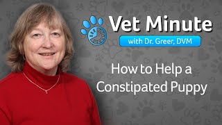 Vet Minute How to Help a Constipated Puppy [upl. by Janella]