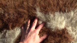 How To Make Your Own UnBleached Sheep or Goat Skin Rug [upl. by Aseefan242]