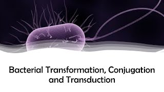 Bacterial Transformation Conjugation and Transduction [upl. by Levona]