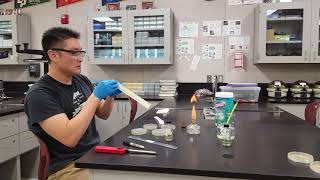 Bacterial Conjugation Lab [upl. by Madelyn]