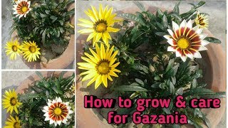 How to grow Gazania in pots [upl. by Hasin]