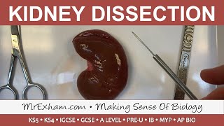 Kidney Dissection  GCSE A Level IB [upl. by Dolora920]