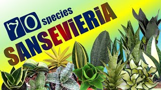 70 SANSEVIERIA SPECIES  HERB STORIES [upl. by Ttesil]