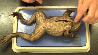 Bullfrog Dissection quotBasicquot [upl. by Ag]