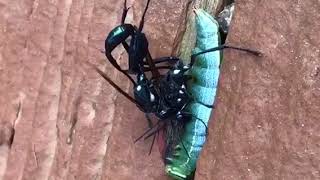 Giant Ichneumon Wasps Mating [upl. by Abehs]