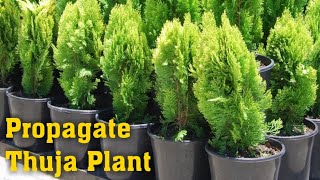 Grow Thuja Plant  How to Propagate Thuja Plant Thuja Occidentalis Emerald Green Arborvitae [upl. by Caresse]