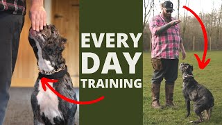 5 Dog Training Exercises You Should Do EVERY DAY At Home [upl. by Sabine529]