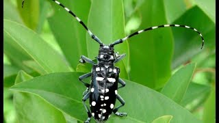 Invasive Species  Asian Longhorn Beetle [upl. by Seagraves]