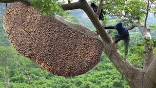 tree climbing skills without fear of heights harvesting honey from dangerous tall trees [upl. by Kcim819]