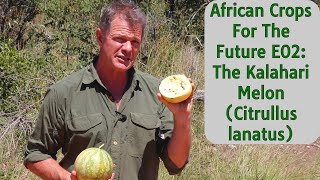 African Crops For the Future E02 The Kalahari Melon Citrullus lanatus [upl. by Chesnut]