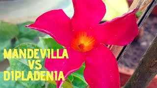 Everything you needed to know about MandevillaDipladenia  Extensive Mandevilla care [upl. by Ayatan226]