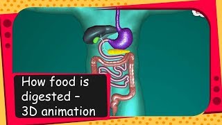 Science  How food is digested  3D animation  English [upl. by Mechelle]