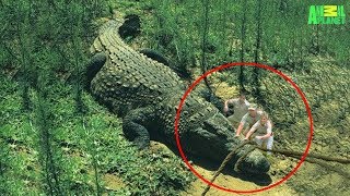 7 Largest Crocodiles Ever Recorded [upl. by Phene]