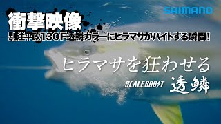 【ヒラマサ衝撃水中映像】大型ヒラマサがルアーを喰う水中映像【別注平政透鱗カラー×オフショア】 [upl. by Gavrah]