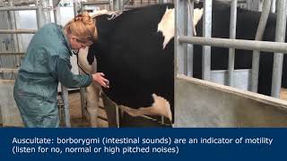 Abdominal examination in ruminants [upl. by Giaimo348]