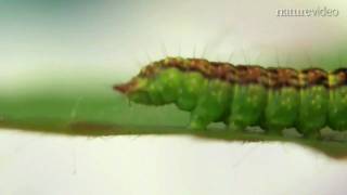 Caterpillar talking from walking by Nature Video [upl. by Ahsieker]