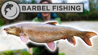 How To Catch BARBEL  A Simple Guide To Barbel Fishing [upl. by Tracy]