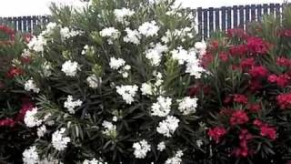 Nerium oleander [upl. by Hadihahs341]