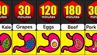 How Long Do Foods Stay In Your Stomach  Comparison [upl. by Brigid683]