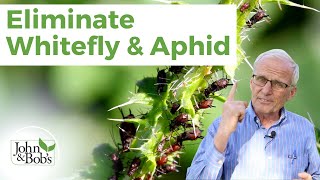 Organic Pest Control  Whitefly and Aphid No Insecticide [upl. by Ennaj702]