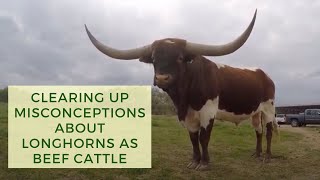 Clearing Up Misconceptions About Longhorns as Beef Cattle [upl. by Emily]