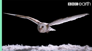 Experiment How Does An Owl Fly So Silently  Super Powered Owls  BBC [upl. by Domela]