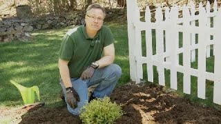 Garden Tips  How to Plant a Shrub [upl. by Burny]