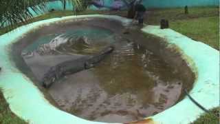 How captivity killed Lolong [upl. by Ashien]